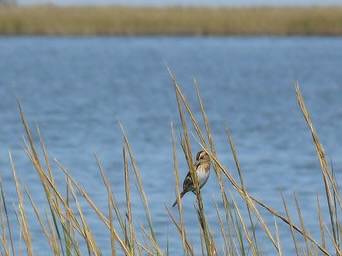 Nelson's Sparrow by danomalley87 is marked with Public Domain Mark 1.0; Chauvin, LA